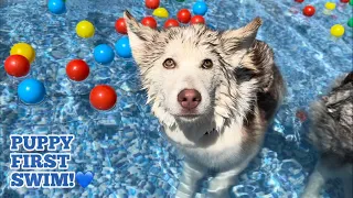 HUSKY PUPPIES FIRST TIME SWIMMING!😭.