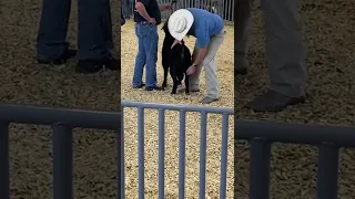 Man defiles goat (Извращенец с козлом)