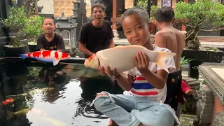 Berburu Ikan Koi di Dalam Kolam, Ada Banyak Ikan Koi Besar