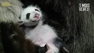 Bébés panda : 1 mois déjà !