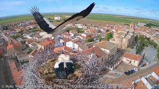 ЛЕЛЕЧЕНЯТА СНІДАЮТЬ. ЛЕЛЕКА БІЛИЙ. ТОРРЕС. ІСПАНІЯ 3-5-24-TWO CHICKS.  TORRES. SPAIN