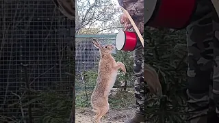 Заяц-музыкант. Любимый барабан Джасти. Hare musician. Favorite drum Justy #bunny #hare #wild #cute