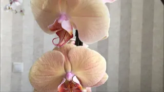 Четыре новых орхидеи у меня дома ) Леди Мармелад, Дикий Кот , биг липчик и Зигопиталум))))