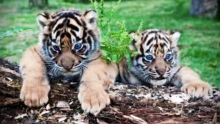 Cute Tiger Cubs Playing 🐆 Funny Tigers Playing