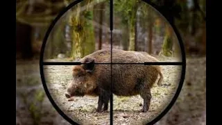 Wild boar hunting compilation