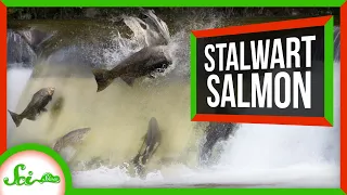 These Death-Defying Salmon Just Keep Spawning