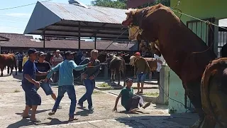 KAKINYA SAMPAI PATAH... SAPI NG4MUK HAMPIR INJAK ORANG‼️🔥