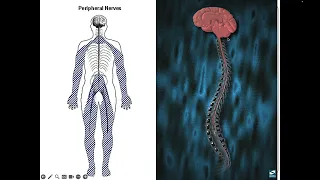 Physiological Psychology Chapter 2