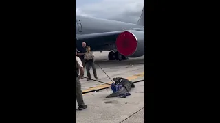 Watch: Scaly Stowaway Captured On Air Force Tarmac