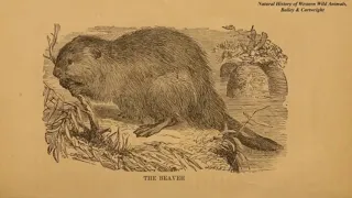 The Secret Life of Beavers