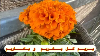 امروز گل کاشتیم 😅 ( گل واقعی ) #flowers #dailyvlog #foryou #reels #spring