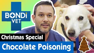 🎅 Saving a Naughty Dog From Chocolate Poisoning | Christmas Special | Bondi Vet