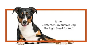 Everything you need to know about Greater Swiss Mountain Dog puppies! (2019)