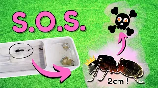 Mes fourmis en PLS (je galère) ! Camponotus ligniperda