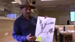Herbarium Techniques Part 2 (herbarium sample)