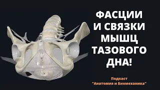 Фасции и связки мышц тазового дна. 3D обзор.