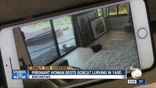 Pregnant woman spots bobcat lurking in yard