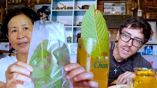 ‘Kratom' in Thailand - Legal! - Amazing Auntie Serves Kratom Tea at Valley House, Mae Hong Son