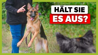 HUNDEBEGEGNUNG an der Leine: So bleibt dein Hund entspannt sitzen