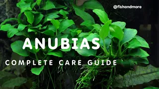 ANUBIAS PLANT FULL CARE GUIDE | ANUBIAS GUIDE FOR BEGINNERS |