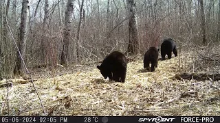 Mamma bear and two cubs