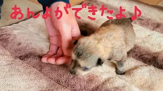 命が危ぶまれた赤ちゃん犬・千希(ちき)、初めて歩きました🐶🐾😆(生後23日)
