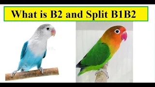 What is blue 2 and split B1B2 love bird.