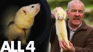 Ferrets: The World's Cutest Working Cable Guys | Superpets