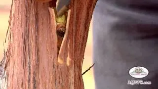 Bud Grafting Grapevines in the Napa Valley