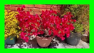 How to Grow Bougainvillea In a Pot: Bougainvillea Care In Containers