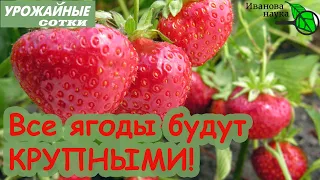 ВСЕ ЯГОДЫ БУДУТ КРУПНЫЕ и без борной кислоты! Привычные ингредиенты для СУПЕРУРОЖАЯ!