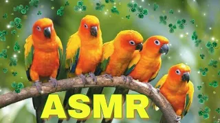 ASMR Birds of Paradise, Sounds of Nature/ АСМР Райские Птицы, Звуки природы, пение птиц