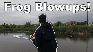 Topwater Frog Fishing Action! (Spring Bass Fishing a Hidden Texas Swamp)