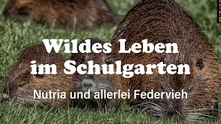 Wildes Leben im Schulgarten