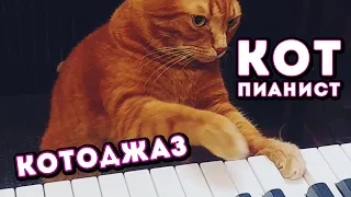 Barney the piano cat plays Cat jazz