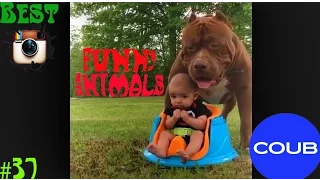 FUNNY ANIMALS COMPITATION June 2016/Лучшее в Coub /Приколы 18+/Funny video. The best coub 2016 #37