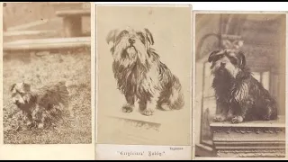 What is the real story of Greyfriars Bobby?