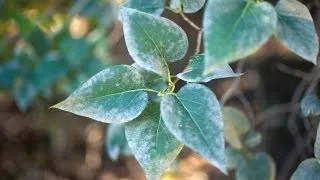 Fungal Threats to our Crops and Trees - Professor Frank Cox DSc