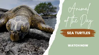 Sea Turtles -- Animal of the Day | Educational Animal Videos For Kids, Preschoolers, and Children