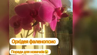 Особливості догляду за орхідеями Фаленопсис, у домашніх умовах 🌼