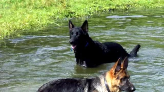 Copy of Pack O' German Shepherd Dogs Swimming!!!!!!!!