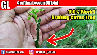 100% Work, Graft Citrus Tree Gardening Hack