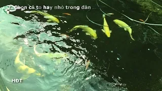 Hướng Dẫn Nuôi Cá Koi Mau Lớn Trong Hồ mini ! Kinh Nghiệm Sau 1 Năm 😍😍😍