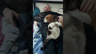 Надо было Фарадэя назвать супчиком😆 #бигль #beagle