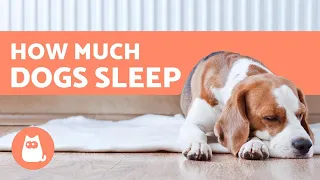 How Many Hours a Day Do Dogs Sleep? - Puppies, Adults & Seniors