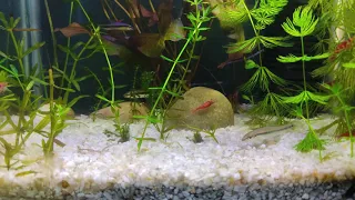 Bloody Red Cherry Shrimp Tak 4k