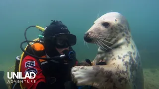 Swimming With Wild Seals For 20 Years 🦭