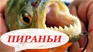 Пираньи в аквариуме, содержание, разведение, уход. Что едят? Виды