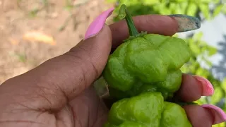 Starting our scotch bonnet pepper farm in Jamaica.