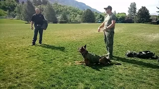 K-9 TRAINING VIDEO